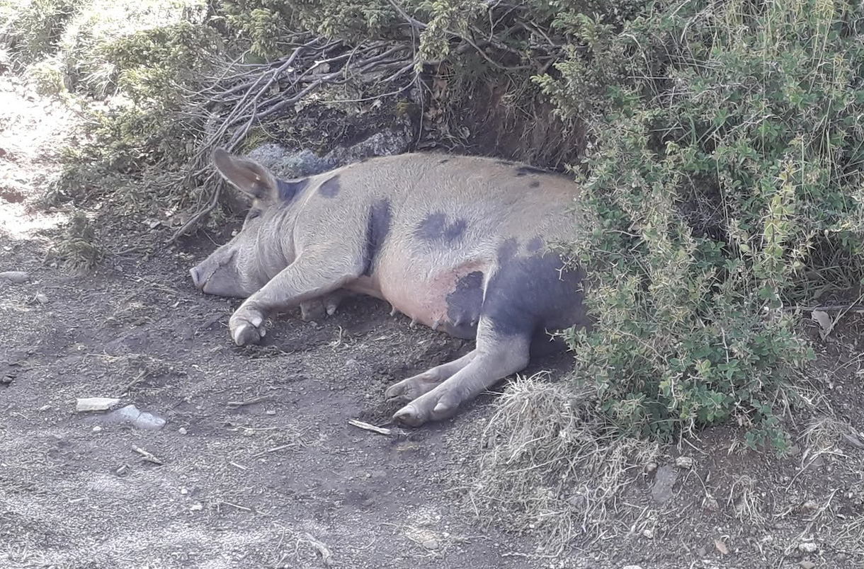 Pig resting in the shade.